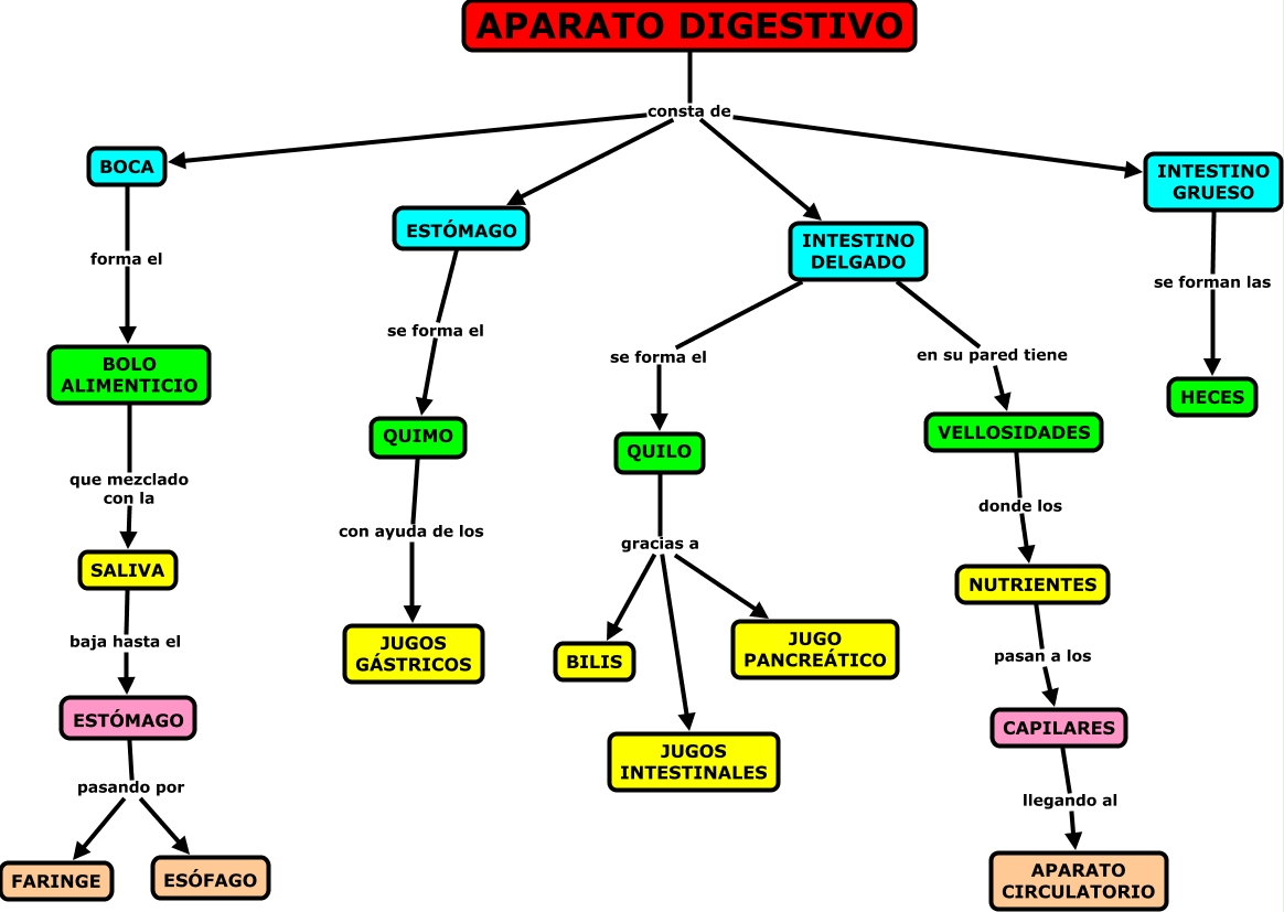 PROCESO DIGESTIÓN